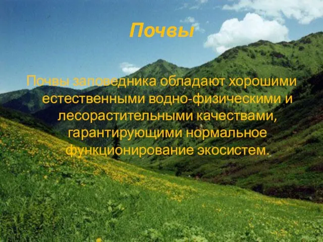 Почвы Почвы заповедника обладают хорошими естественными водно-физическими и лесорастительными качествами, гарантирующими нормальное функционирование экосистем.