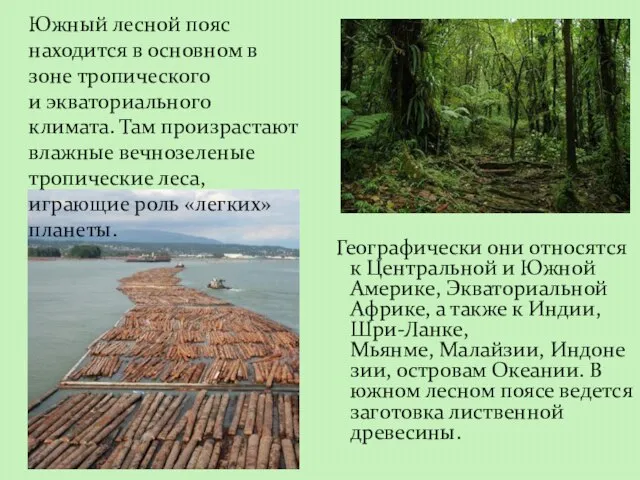 Географически они относятся к Центральной и Южной Америке, Экваториальной Африке, а