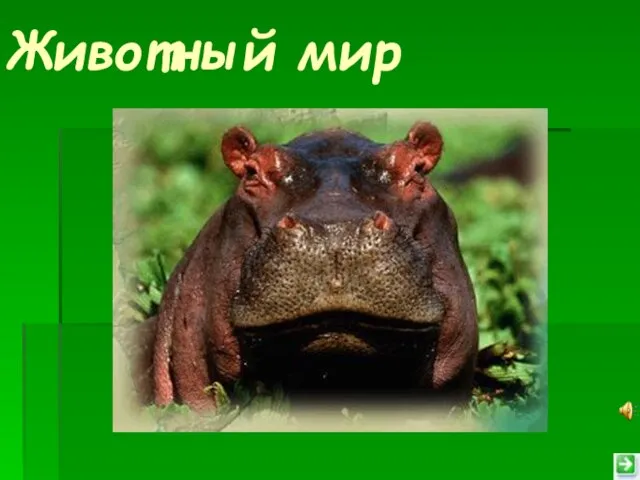 Животный мир