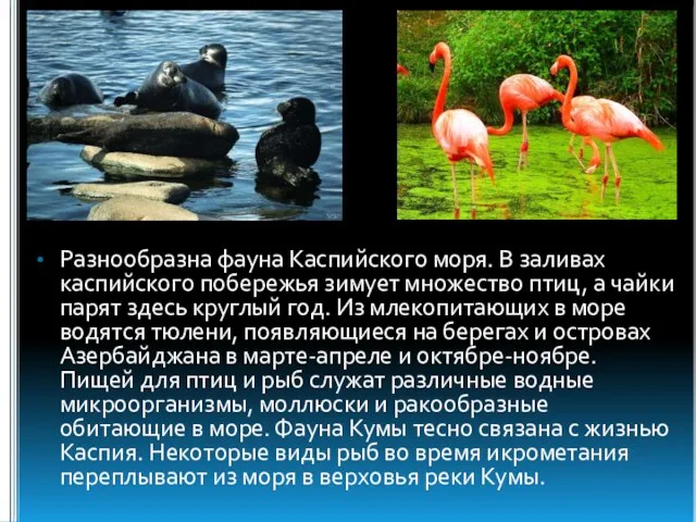Разнообразна фауна Каспийского моря. В заливах каспийского побережья зимует множество птиц,