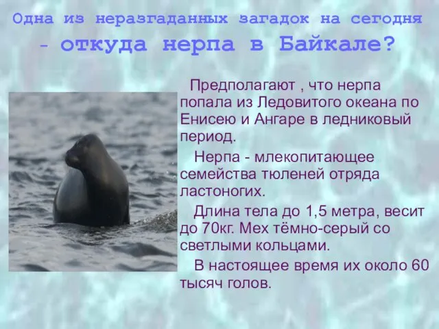 Одна из неразгаданных загадок на сегодня - откуда нерпа в Байкале?