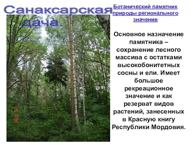 Санаксарская дача. Основное назначение памятника – сохранение лесного массива с остатками