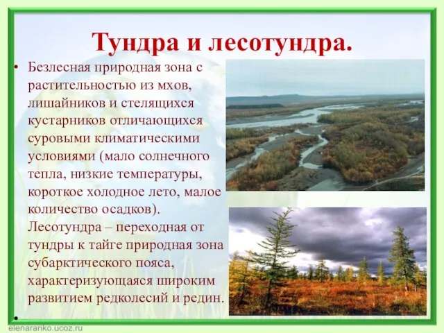 Тундра и лесотундра. Безлесная природная зона с растительностью из мхов, лишайников