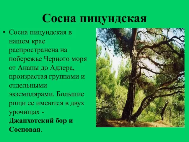 Сосна пицундская Сосна пицундская в нашем крае распространена на побережье Черного