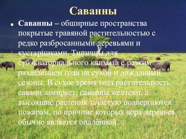 Саванны Саванны – обширные пространства покрытые травяной растительностью с редко разбросанными