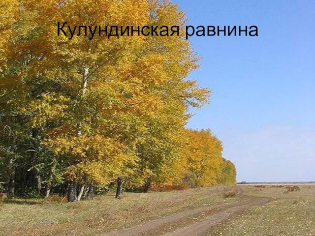 Кулундинская равнина