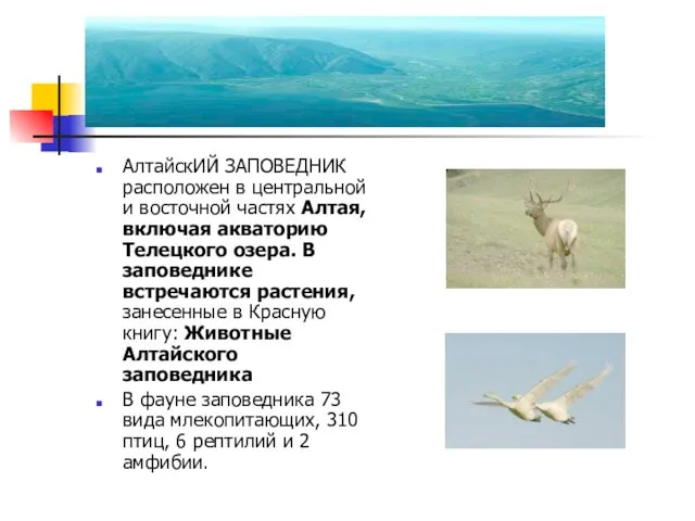 АлтайскИЙ ЗАПОВЕДНИК расположен в центральной и восточной частях Алтая, включая акваторию