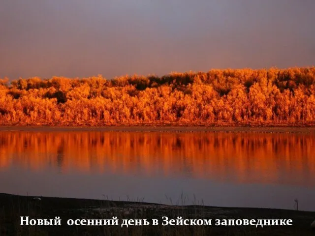 Новый осенний день в Зейском заповеднике