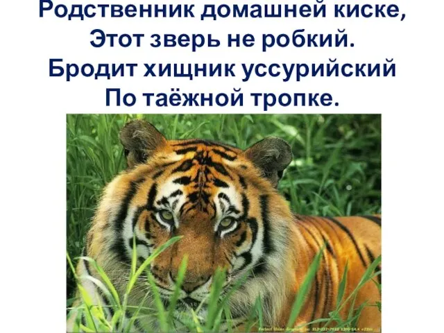 Родственник домашней киске, Этот зверь не робкий. Бродит хищник уссурийский По таёжной тропке.