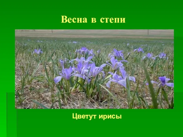 Весна в степи Цветут ирисы