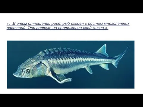 «…В этом отношении рост рыб сходен с ростом многолетних растений. Они растут на протяжении всей жизни.».