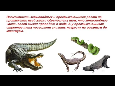 Возможность земноводных и пресмыкающихся расти на протяжении всей жизни обусловлена тем,