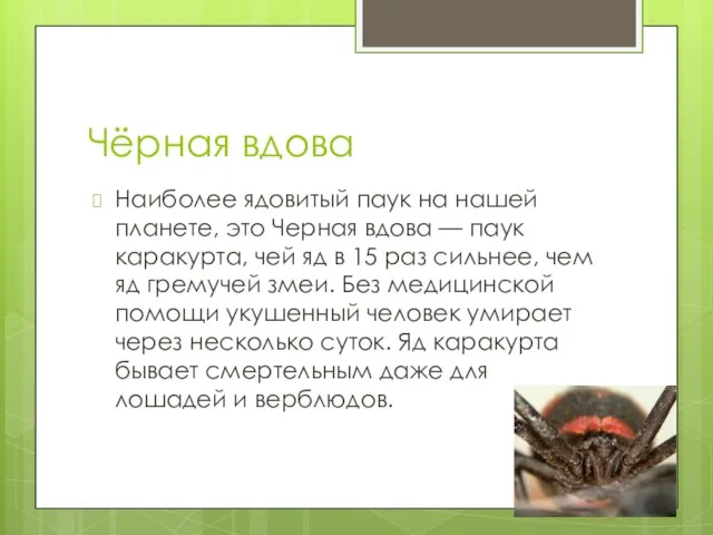 Чёрная вдова Наиболее ядовитый паук на нашей планете, это Черная вдова