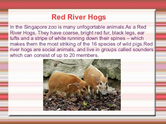 Red River Hogs In the Singapore zoo is many unfogortable animals.As