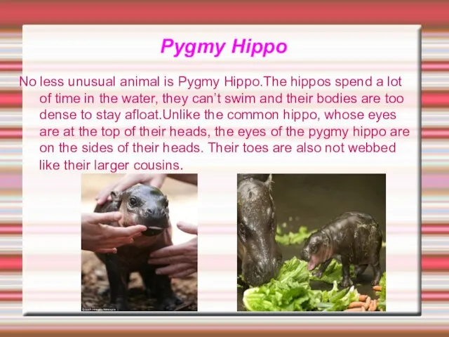 No less unusual animal is Pygmy Hippo.The hippos spend a lot