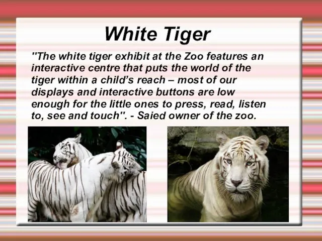 ''The white tiger exhibit at the Zoo features an interactive centre