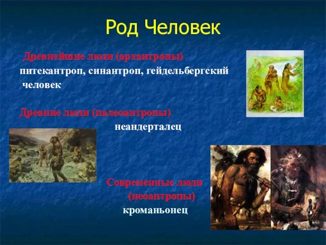 Род Человек Древнейшие люди (архантропы) питекантроп, синантроп, гейдельбергский человек Древние люди