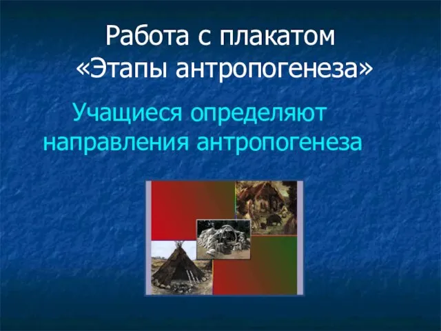 Работа с плакатом «Этапы антропогенеза» Учащиеся определяют направления антропогенеза