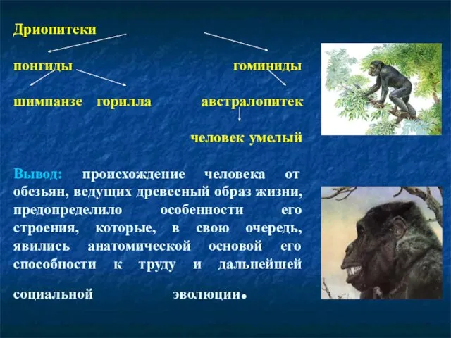 Дриопитеки понгиды гоминиды шимпанзе горилла австралопитек человек умелый Вывод: происхождение человека