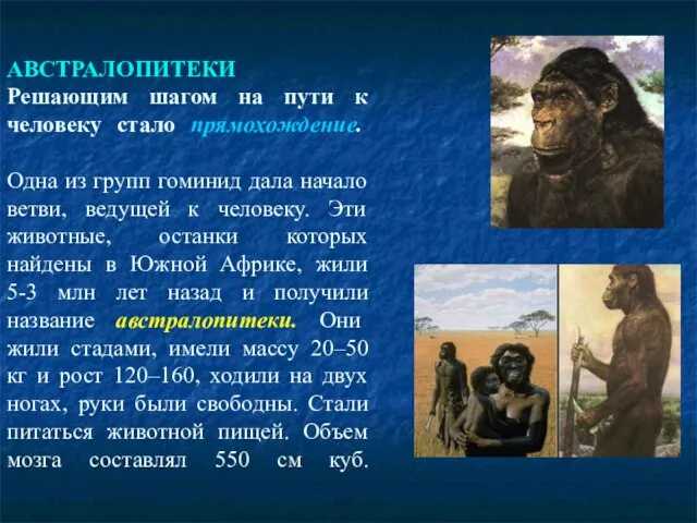 АВСТРАЛОПИТЕКИ Решающим шагом на пути к человеку стало прямохождение. Одна из