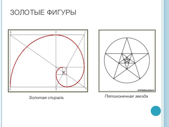 ЗОЛОТЫЕ ФИГУРЫ Золотая спираль Пятиконечная звезда