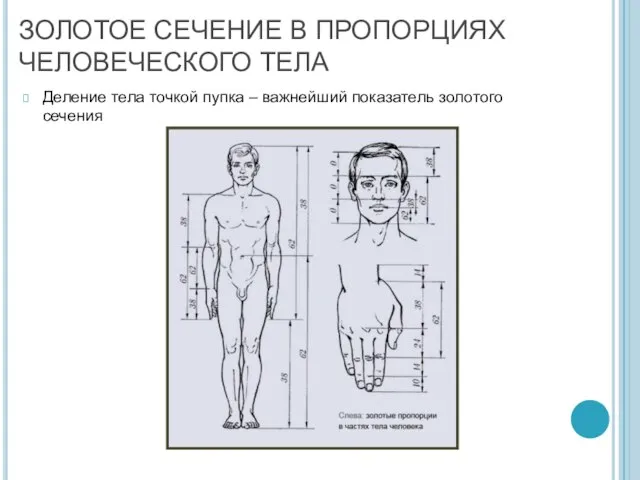 ЗОЛОТОЕ СЕЧЕНИЕ В ПРОПОРЦИЯХ ЧЕЛОВЕЧЕСКОГО ТЕЛА Деление тела точкой пупка – важнейший показатель золотого сечения