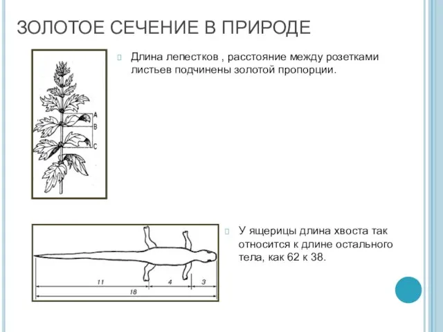 ЗОЛОТОЕ СЕЧЕНИЕ В ПРИРОДЕ Длина лепестков , расстояние между розетками листьев