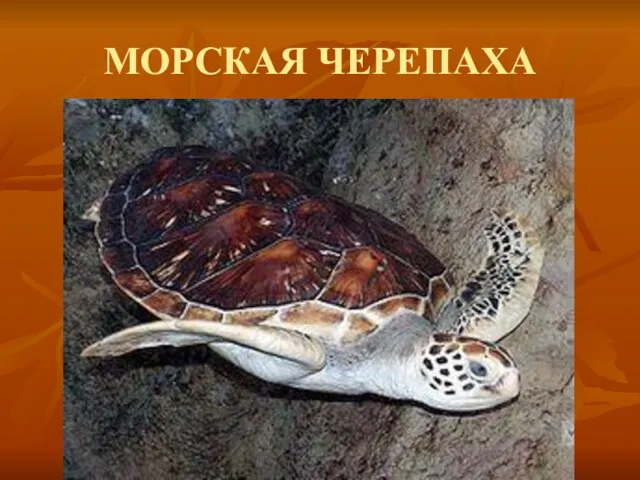 МОРСКАЯ ЧЕРЕПАХА