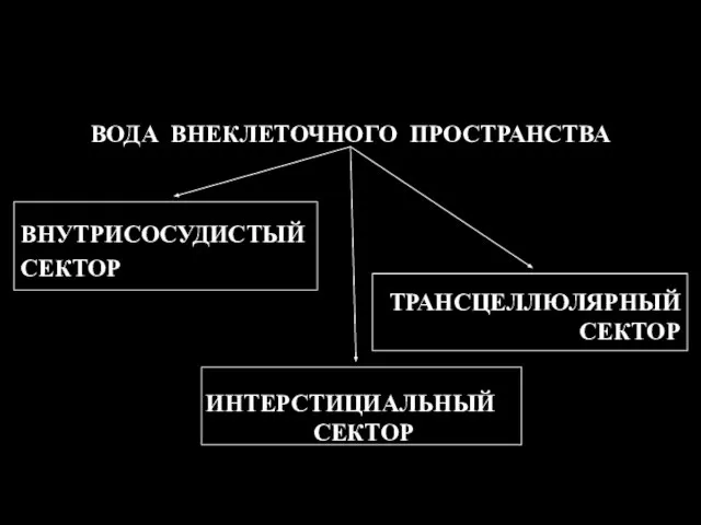 ВОДА ВНЕКЛЕТОЧНОГО ПРОСТРАНСТВА ВНУТРИСОСУДИСТЫЙ СЕКТОР ТРАНСЦЕЛЛЮЛЯРНЫЙ СЕКТОР ИНТЕРСТИЦИАЛЬНЫЙ СЕКТОР