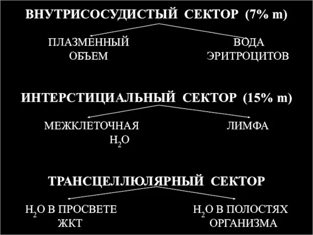 ВНУТРИСОСУДИСТЫЙ СЕКТОР (7% m) ПЛАЗМЕННЫЙ ВОДА ОБЪЕМ ЭРИТРОЦИТОВ ИНТЕРСТИЦИАЛЬНЫЙ СЕКТОР (15%