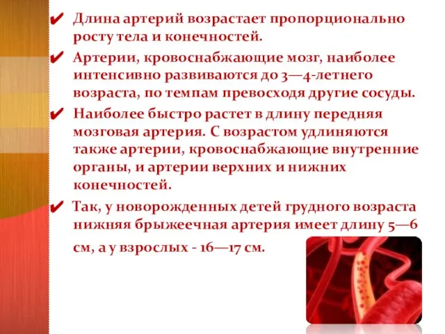 Длина артерий возрастает пропорционально росту тела и конечностей. Артерии, кровоснабжающие мозг,
