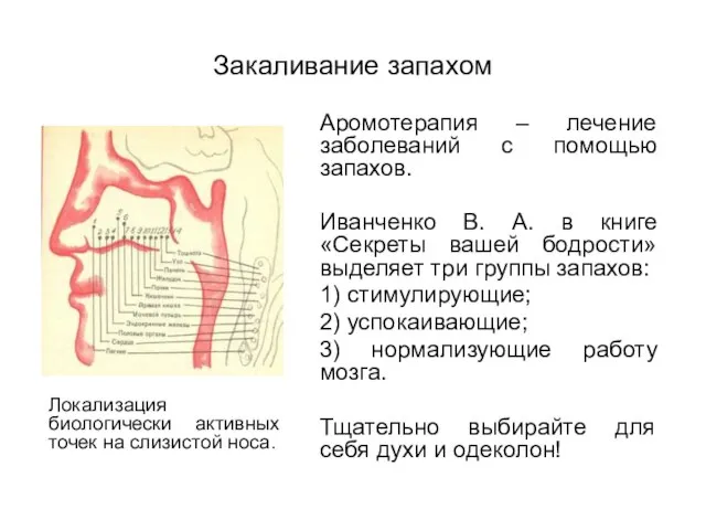 Закаливание запахом Аромотерапия – лечение заболеваний с помощью запахов. Иванченко В.