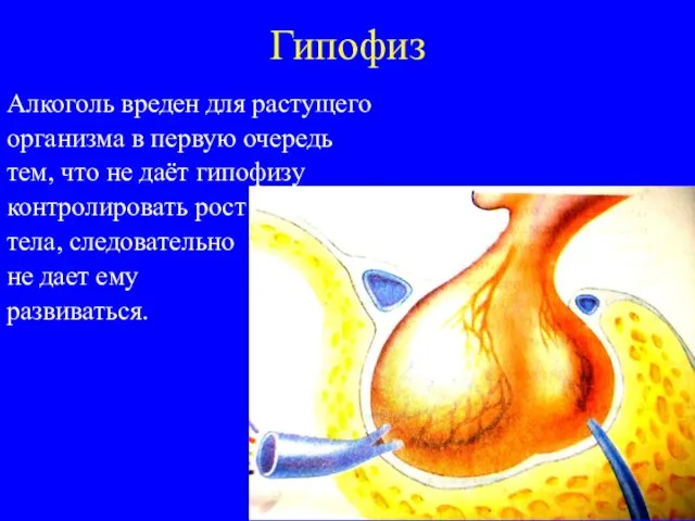 Гипофиз Алкоголь вреден для растущего организма в первую очередь тем, что