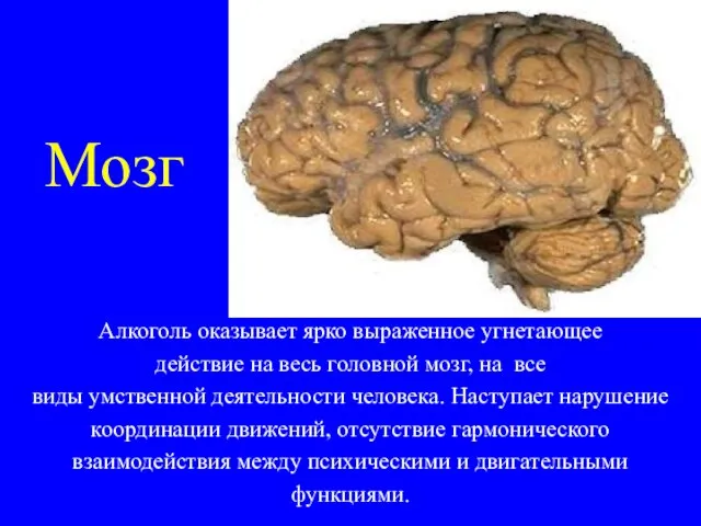 Мозг Алкоголь оказывает ярко выраженное угнетающее действие на весь головной мозг,