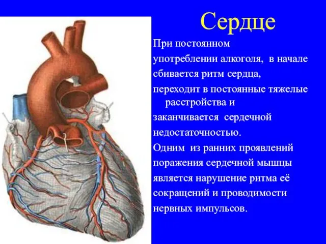 Сердце При постоянном употреблении алкоголя, в начале сбивается ритм сердца, переходит