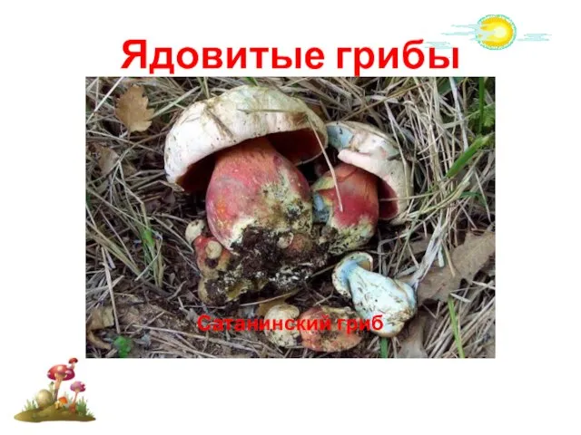 Ядовитые грибы Говорушка беловатая Боровик несъедобный Сатанинский гриб