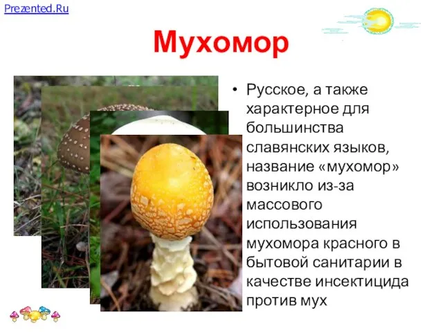 Мухомор Русское, а также характерное для большинства славянских языков, название «мухомор»