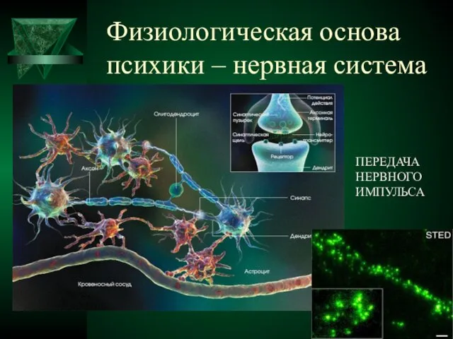 Физиологическая основа психики – нервная система ПЕРЕДАЧА НЕРВНОГО ИМПУЛЬСА