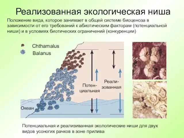 Реализованная экологическая ниша Chthamalus Balanus Океан Потен-циальная Реали-зованная Положение вида, которое