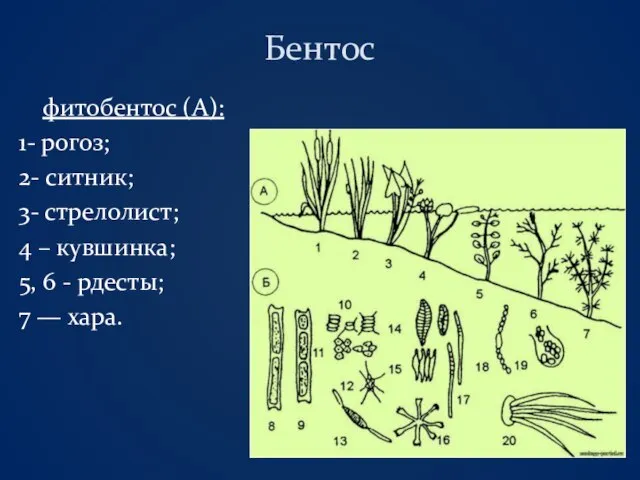 Бентос фитобентос (А): 1- рогоз; 2- ситник; 3- стрелолист; 4 –