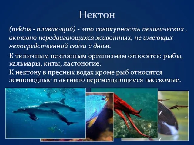 Нектон (nektos - плавающий) - это совокупность пелагических , активно передвигающихся