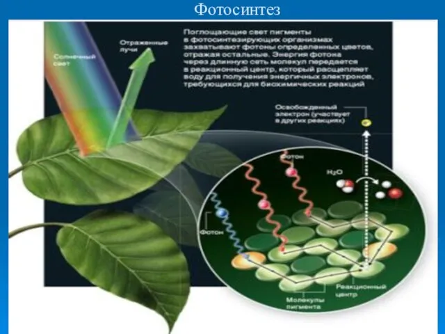 Фотосинтез