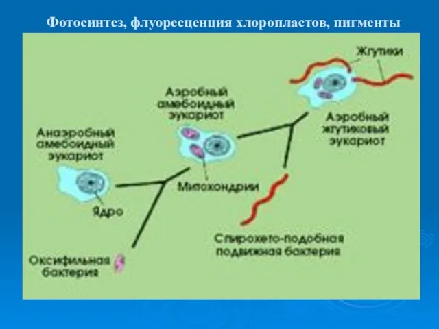 Фотосинтез, флуоресценция хлоропластов, пигменты