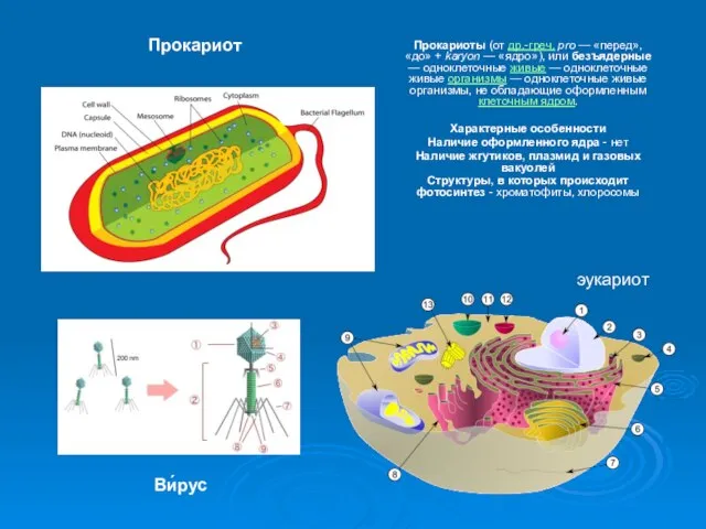 Прокариоты (от др.-греч. pro — «перед», «до» + karyon — «ядро»),