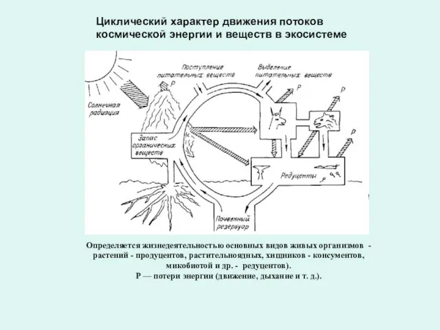 Определяется жизнедеятельностью основных видов живых организмов - растений - продуцентов, растительноядных,