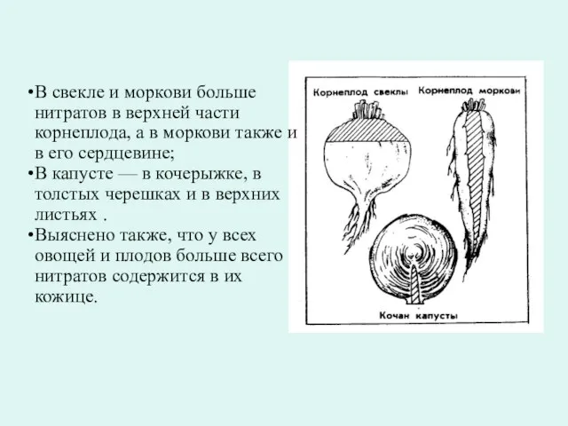 В свекле и моркови больше нитратов в верхней части корнеплода, а