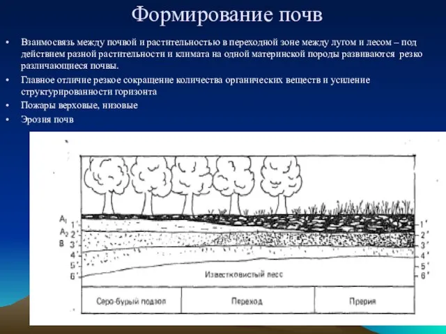 Формирование почв Взаимосвязь между почвой и растительностью в переходной зоне между