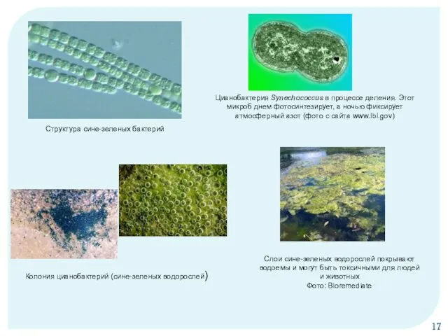 Колония цианобактерий (сине-зеленых водорослей) Структура сине-зеленых бактерий Цианобактерия Synechococcus в процессе