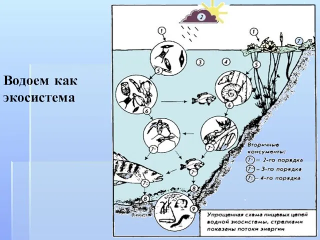 Водоем как экосистема