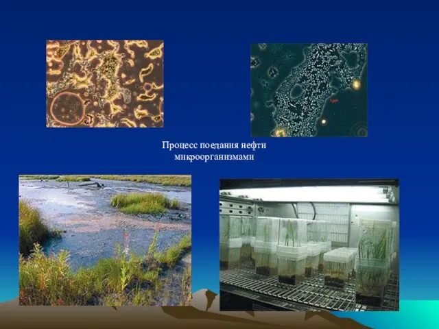 Процесс поедания нефти микроорганизмами